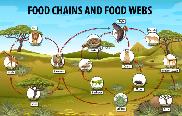 2,900+ Food Chain Diagram Stock Photos, Pictures & Royalty Biology Diagrams