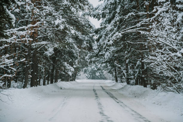 istock Landscape of a snow-covered pine forest in a snowfall 1300982803
