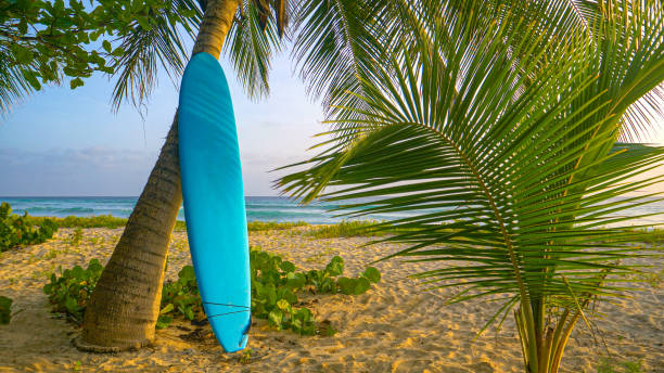 istock CLOSE UP: Long blue surfboard leans against a palm tree on scenic tropical beach 1300982815