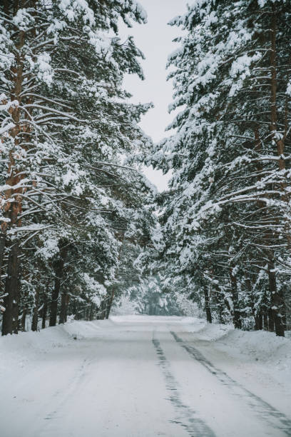 istock Landscape of a snow-covered pine forest in a snowfall 1300982830
