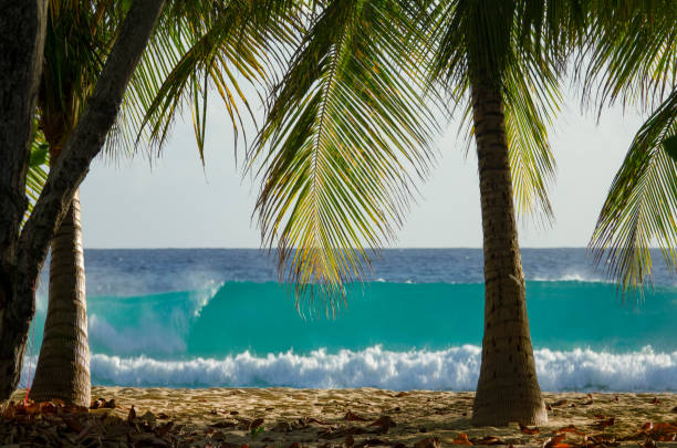 CLOSE UP: Big turquoise colored barrel wave reaches the tropical sandy beach on a sunny summer day in Barbados. Cool shot of a tubing wave closing in on the palm trees on the empty white sand shore.