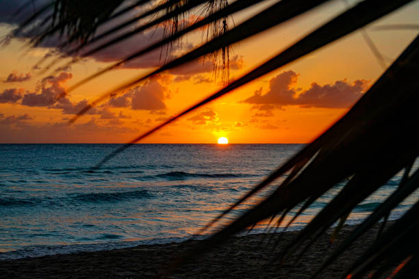 istock CLOSE UP: Blurry palm tree leaves stretch over the sunny evening sky and ocean. 1300982961