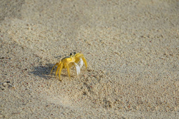 MACRO: Adorable tropical crab with yellow shell wanders around the sandy seashore. Cute shot of a small crustacean with yellow colored shell and big black eyes as it explores an empty white sand beach
