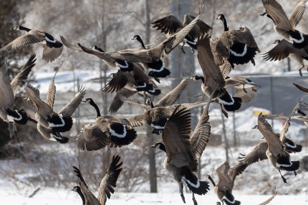 istock Flock of Canada geese in flight 1300984096