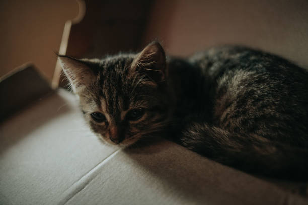 cat in a shoebox - frend imagens e fotografias de stock