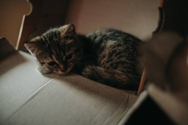 cat in a shoebox - frend imagens e fotografias de stock