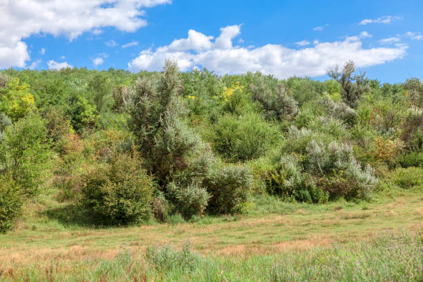 istock Green Bushes and Trees 1300984831