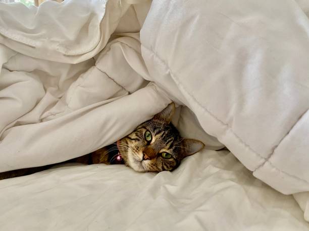 istock Tabby Cat Face Portrait Laying in White Bed Covers 1300986511