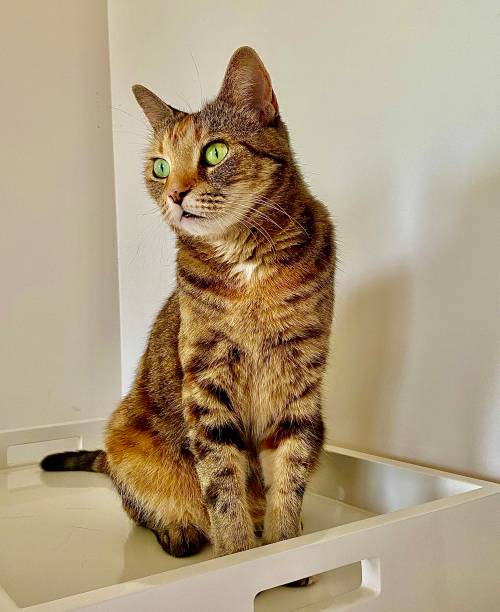 istock Tabby Cat Green Eyes Sitting in White Tray in Home 1300987749