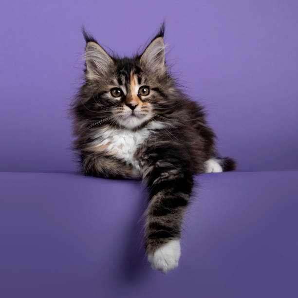 istock Tortie Maine Con cat kitten on purple background 1300990169
