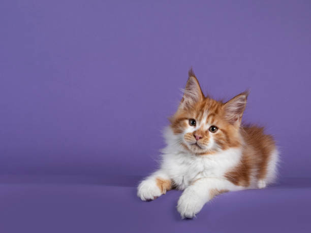 istock Maine Coon cat on purple background 1300990691