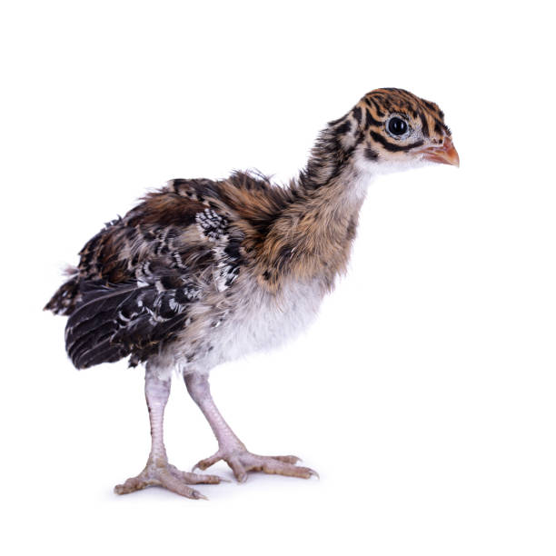istock Guineafowl chick on white background 1300991364