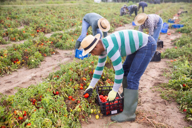 istock Hired worker harvesting ripe tomatoes on the field 1300991418