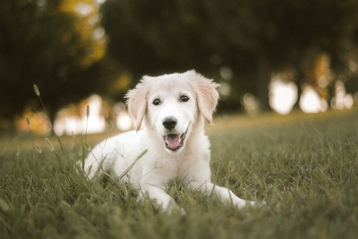 Shot of a puppy Golden Retriever lying on grass in a public park. Puppy looking away.