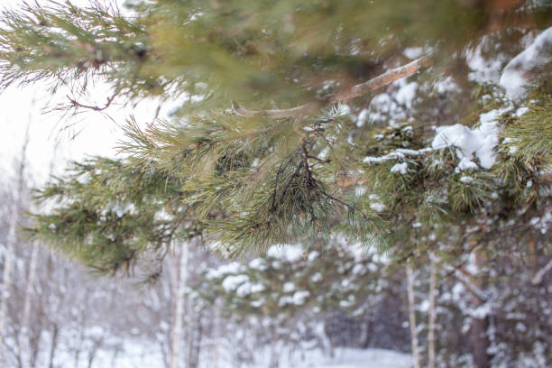 istock A walk through the winter forest. Beautiful winter landscape. 1300991814