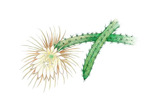 Hand Drawn Sketch of Selenicereus Cactus or Moonlight Cacti Illustration Hand Drawn Sketch of Selenicereus Cactus or Moonlight Cacti. A Succulent Plants with Sharp Thorns for Garden Decoration. whitsun stock illustrations