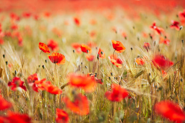 piękne pole czerwonych kwitnących maków i złotych kolców pszenicy - poppy field sky sun zdjęcia i obrazy z banku zdjęć