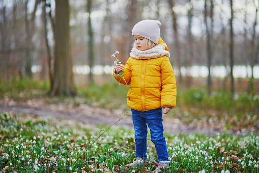 Cute toddler girl standing in the grass with many snowdrop flowers in park or forest on a spring day. Little kid exploring nature. Outdoor activities for children