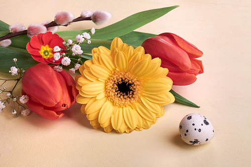 Easter decorations, spring flowers and quail egg. Orange gerbera daisy, red tulips, pussy willow, primrose and baby's breath flowers on cream background. Close-up on multicolor springtime flowers.