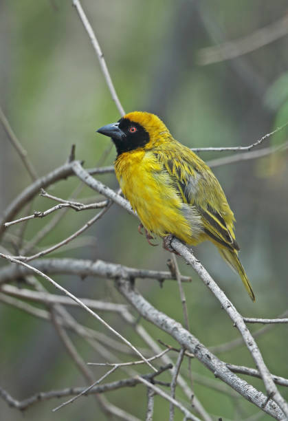 istock Southern Masked Weaver 1300994222