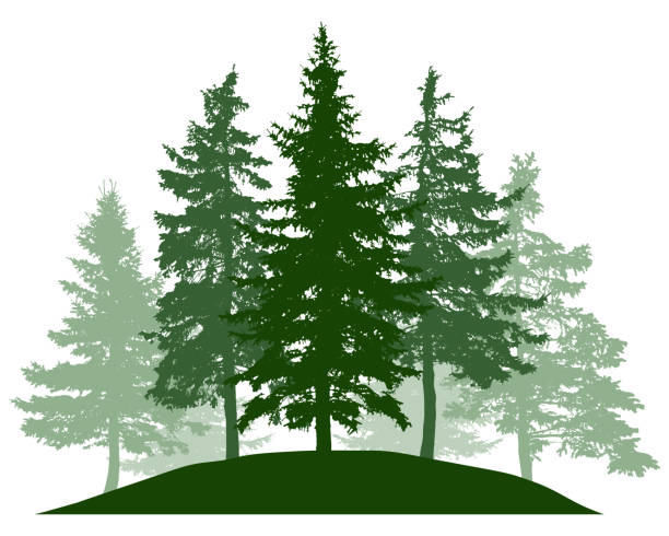 sommerwald, silhouette von fichten. schöne natur, landschaft. vektor-illustration - zeder stock-grafiken, -clipart, -cartoons und -symbole