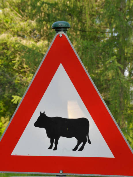 istock Attention cows crossing traffic sign 1300995258