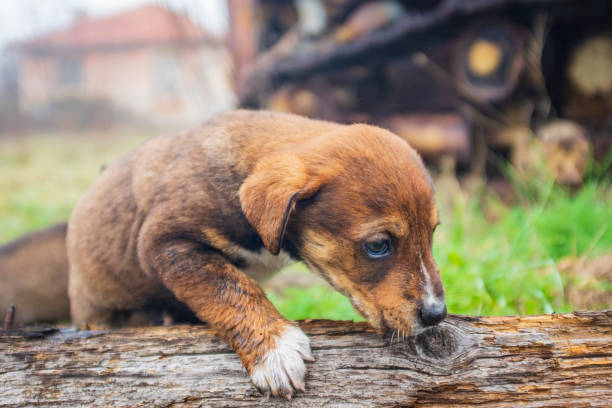 istock little cute dogs playing in the yard. 1300995422