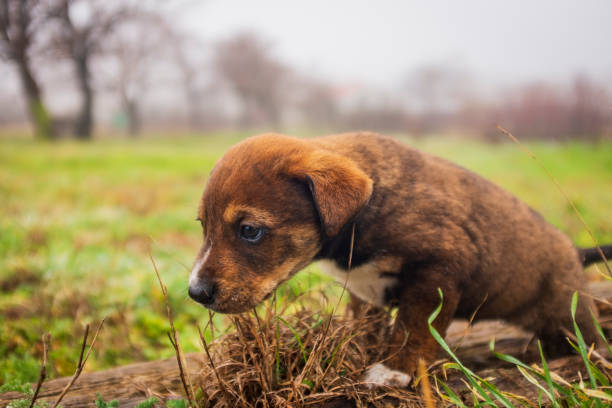 istock little cute dogs playing in the yard. 1300995564