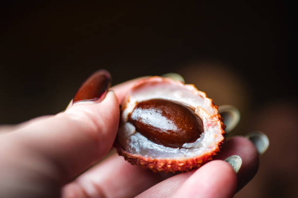 mano sosteniendo una fruta tropical de lychee nativa de las provincias de guangdong y fujian en el sureste de china - lichi fotografías e imágenes de stock