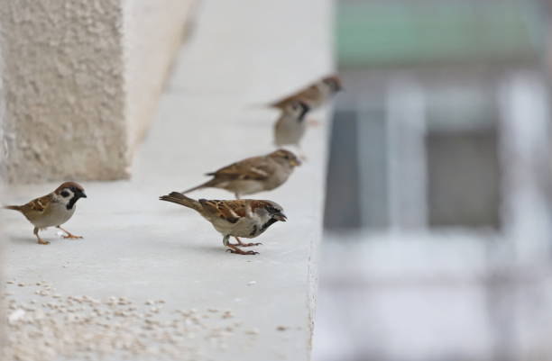 istock A flock of sparrows eat seeds on the railing. Flying sparrows. 1300997582