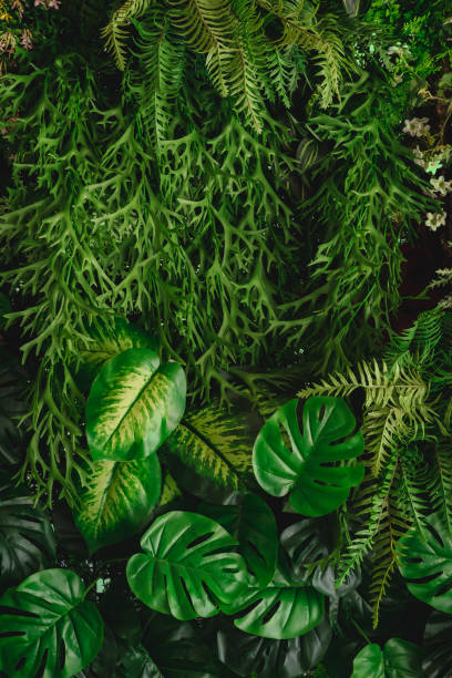 istock abstract green leaf texture, tropical leaf foliage nature dark green background 1300997670