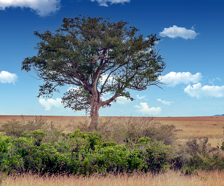 Single Tree at Etosha National Park in Kunene Region, Namibia