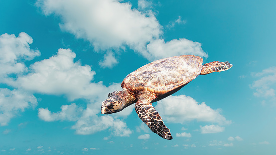 Abstract funny cute turtle flying in the sky. Travel and save animal Concept