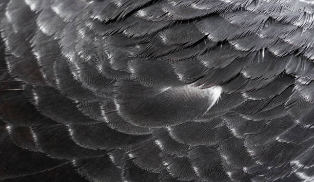 istock black pigeon feathers with visible detail. background 1300998682