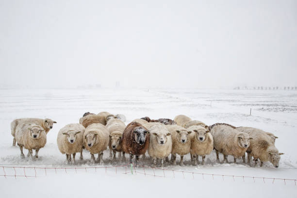 istock sheep in a winter landscape with snow 1300998756