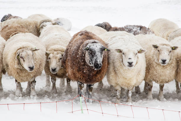 istock sheep in a winter landscape with snow 1300998759