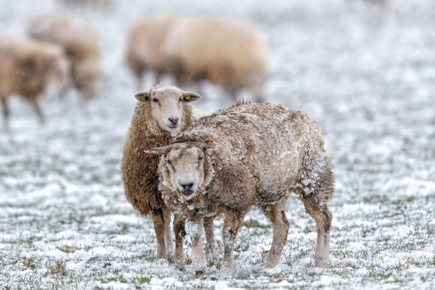istock sheep in a winter landscape with snow 1300998785