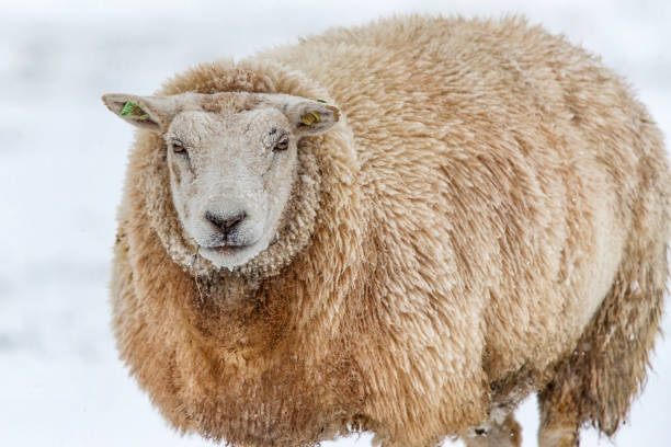istock sheep in a winter landscape with snow 1300998866