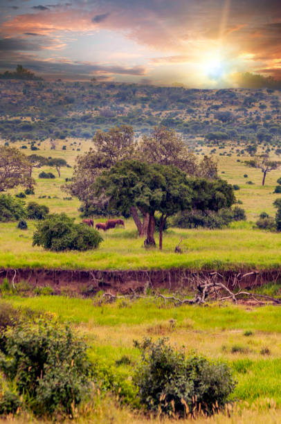 paesaggio dell'africa - masai mara national reserve sunset africa horizon over land foto e immagini stock