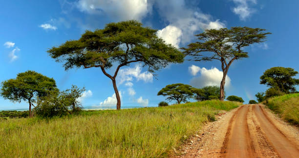 acacias en africa - masai mara national reserve sunset africa horizon over land fotografías e imágenes de stock