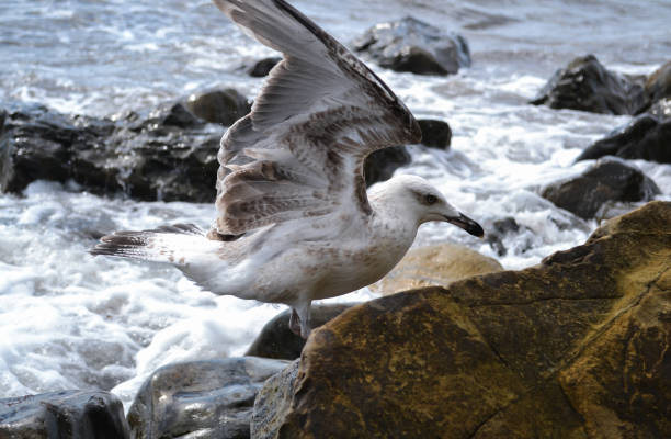 istock Seagull on stones, on the seashore. 1300998989
