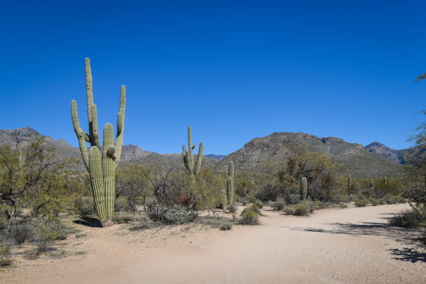 istock Beautiful Desert Landscape 1300999135