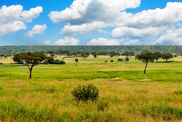 paisaje en africa - masai mara national reserve sunset africa horizon over land fotografías e imágenes de stock