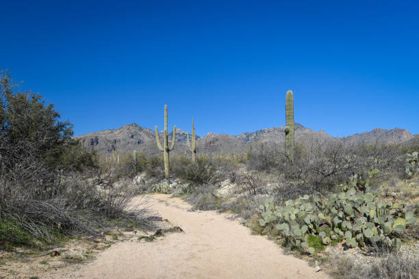 istock Beautiful Desert Landscape 1301000338