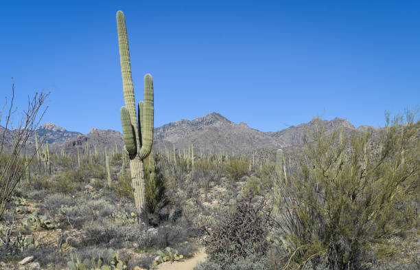 istock Beautiful Desert Landscape 1301000437
