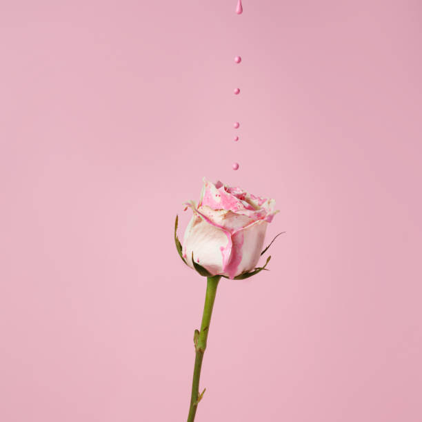 Creative spring layout made of rose flower with dripping pink paint on pastel background. Minimal bloom, blossom or floral concept. Summer exotic background with copy space.