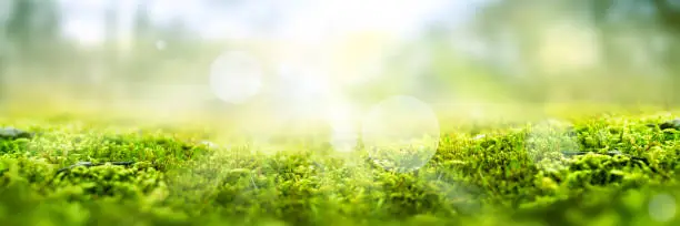 Photo of Green moss in a forest clearing