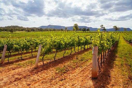 Afternoon light over vineyards in the Hunter Valley, New South Wales, Australia