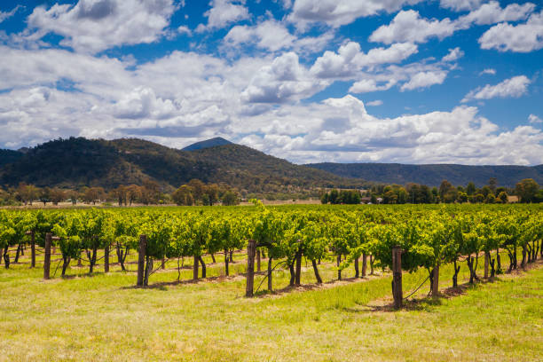 winnica hunter valley w australii - vineyard hunter valley australia vine zdjęcia i obrazy z banku zdjęć