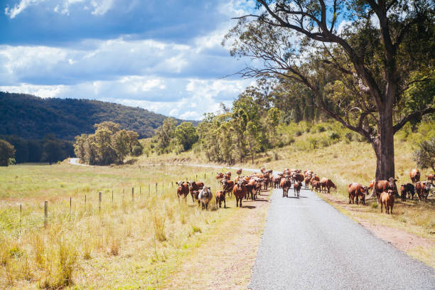 istock Hunter Valley Landscape in Australia 1301001996